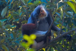 Ngắm Voọc Chà vá chân nâu "quý như vàng" ở Đà Nẵng 