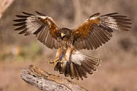 Loài chim tí hon khiến “chiến thần” diều hâu phải cúi đầu e sợ 