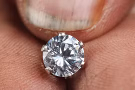 Độc đáo loài cây chỉ mọc trên đất có kim cương