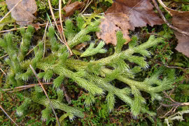 Độc lạ loài cây 'rồng qua núi', đại gia ráo riết săn lùng