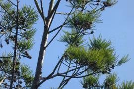 Tận mục loại gỗ 10 triệu tuổi nguy cơ tuyệt chủng ở Việt Nam