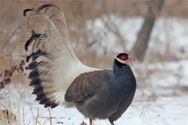 Giống gà kỳ lạ biết bay quý hiếm bậc nhất thế giới