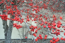 Top 5 cây cảnh vượng khí, trồng trong nhà phúc lộc quanh năm