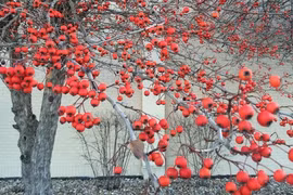 Top 5 cây cảnh vượng khí, trồng trong nhà phúc lộc quanh năm