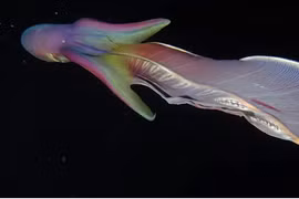 Thủy quái kỳ dị nhất hành tinh bất ngờ lượn lờ trên mặt biển