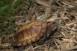 Rùa sa nhân quý hiếm của Việt Nam vừa được tiếp nhận ở Huế