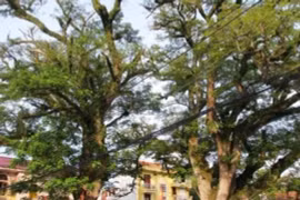 Lim giếng rừng 700 tuổi, giá trị 'không đo được bằng tiền'