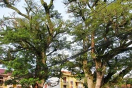 Lim giếng rừng 700 tuổi, giá trị 'không đo được bằng tiền'