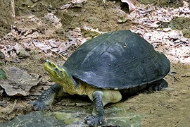 Rùa răng rao bán trên vỉa hè ở Hà Tĩnh: Loài trong Sách Đỏ