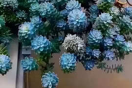 Cây cảnh là bùa may mắn, lá đẹp hơn hoa, tựa đá quý