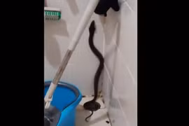 Nghe tiếng rít trong phòng tắm, thất kinh phát hiện 'quái thú' ẩn nấp