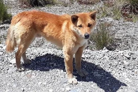  Loài chó quý hiếm ngỡ tuyệt chủng, bất ngờ tái xuất sau 50 năm 