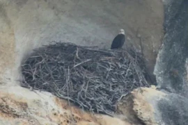 Khó tin 'tổ chim khổng lồ' rộng 4,5 mét trên vách đá