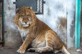 Top 5 loài động vật lai kì lạ nhất hành tinh