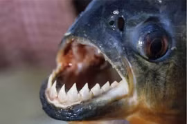 Điểm danh loạt sinh vật huyền bí khét tiếng nhất rừng già Amazon 