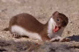 Sửng sốt ngoại hình của 'quái vật ăn não' khiến chuột khóc thét