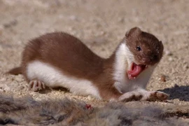 Sửng sốt ngoại hình của 'quái vật ăn não' khiến chuột khóc thét