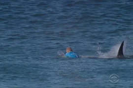 Kinh hoàng du khách bị 'quái vật biển' tấn công khi đang lướt sóng