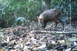 Động vật cực hiếm xuất hiện liên tục tại Vườn Quốc gia Bạch Mã