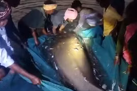 'Thuỷ quái' nặng 800kg sa lưới, ngư dân sửng sốt tột độ