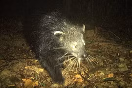 Cầy mực lần đầu tiên xuất hiện tại Quảng Bình: Loài cực quý hiếm! 