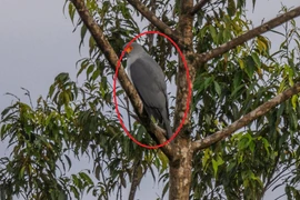 'Thần điểu' nửa thế kỷ tuyệt tích, bỗng dưng tái xuất bất ngờ 
