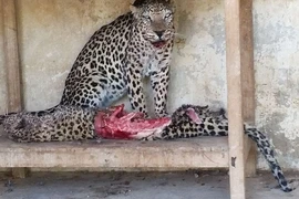 Lạnh người những loài động vật ăn thịt đồng loại, số 7 đáng sợ nhất