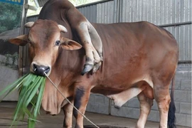 Bò 6 chân, 2 đuôi và loạt động vật kỳ dị ở Việt Nam