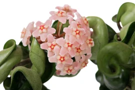 Cây cảnh hút lộc, lá cuộn như nắm tay, hoa tròn tựa trái bóng