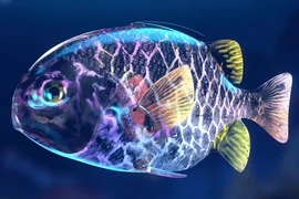 Loài cá độc dị ở biển Việt Nam, có bộ giáp bất khả chiến bại