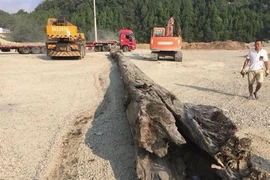 Đào được cây gỗ khủng, chuyên gia thốt lên sung sướng: “Báu vật trăm tỷ!"