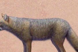 Loài cáo cổ đại tuyệt chủng đã từng được nuôi làm thú cưng