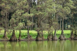 Loại gỗ quý hiếm cả thế giới săn lùng, Việt Nam cũng có