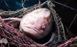  Loài động vật xấu nhất thế giới, nhìn 1 lần ám ảnh cả đời