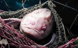  Loài động vật xấu nhất thế giới, nhìn 1 lần ám ảnh cả đời