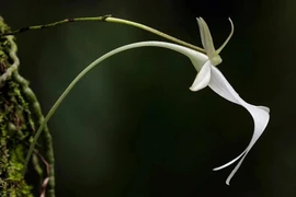 Thổn thức những loài hoa triệu đô, đẹp quý phái tới ma mị