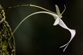 Thổn thức những loài hoa triệu đô, đẹp quý phái tới ma mị