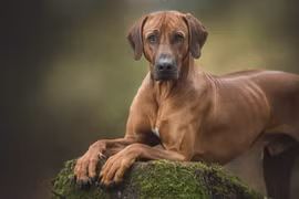 Loài chó sở hữu chỉ số IQ cực cao, săn được cả sư tử