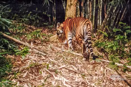 Việt Nam còn bao nhiêu cá thể hổ đang được bảo vệ?