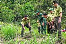 Trăn gấm được giải cứu ở Nghệ An: Loài cực quý trong Sách Đỏ