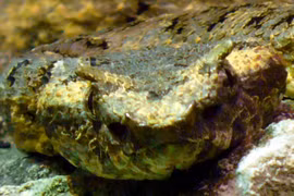 Sinh vật cực độc chỉ xuất hiện ở Việt Nam, có khuôn mặt ma quái 