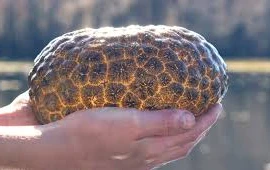 Phát hoảng vớt được cục vàng lúc nhúc 'sinh vật lạ' dưới sông