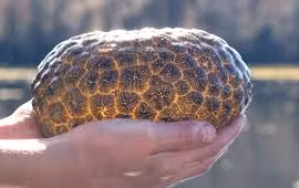 Phát hoảng vớt được cục vàng lúc nhúc 'sinh vật lạ' dưới sông