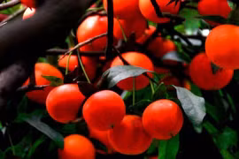 Top 6 cây trường thọ, cát tường, dù nghèo đến mấy cũng nên trồng