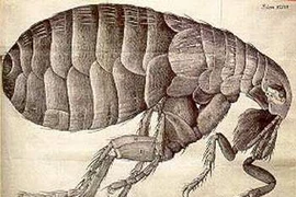 5 loại vũ khí côn trùng khủng khiếp nhất lịch sử nhân loại