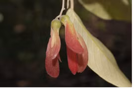 Loài cây quý hiếm bậc nhất thế giới, chỉ có ở Việt Nam 