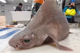 Bất ngờ lai lịch của thủy quái mình cá mập mặt lợn