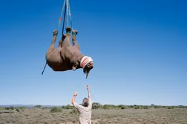 Phì cười những nghiên cứu 'kỳ quặc' từng đạt giải Nobel