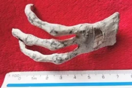 Mổ 'bàn tay người ngoài hành tinh’, lộ bí mật động Trời