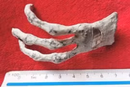 Mổ 'bàn tay người ngoài hành tinh’, lộ bí mật động Trời